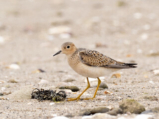 A juvenile Buff-breasted Sandpiper  standing on a sandy, pebbly beach