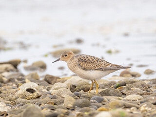 A juvenile Buff-breasted Sandpiper  standing on a pebbly beach