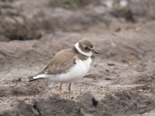 A juvenile Semipalmated Plover standing on a muddy edge