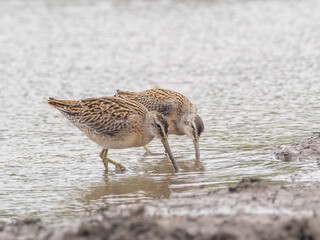 Two juvenile Short-billed Dowitchers feeding together in shallow water