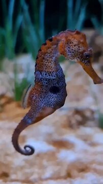 Close-up of a lined seahorse (Hippocampus erectus) swimming. Detailed footage of this fascinating marine creature. Perfect for nature documentaries and ocean-themed projects.