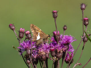 A Silver-spotted Skipper feeding on New England Aster flowers