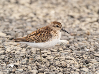 A Least Sandpiper in worn juvenile plumage resting on a stony shoreline
