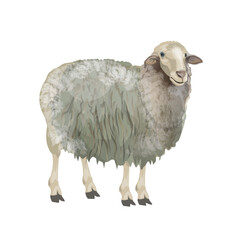 Standing farm sheep side view vector image