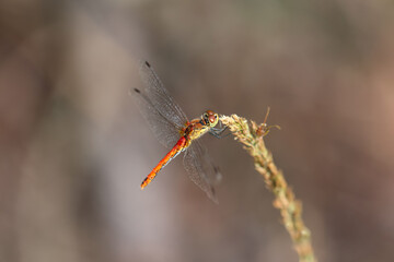 Eine rote Prachtlibelle auf einer Gras und Wiesenpflanze.