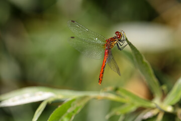 Eine rote Prachtlibelle auf einer Gras und Wiesenpflanze.
