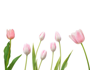 Set of Pink Tulips in Transparency or JPEG Background