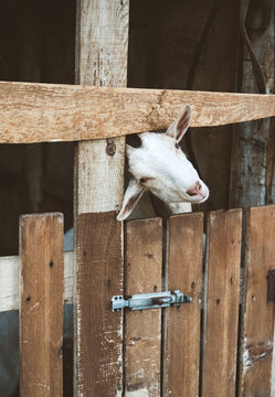 Goat in stall, small goat looking out