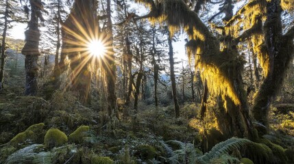 Sunlit Forest Trees Draped in Lush Green Moss
