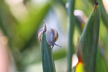 Eine kleine Schnecke an einer Pflanze.