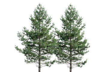 Fototapeta premium Pine Evergreen Trees with Slim, Needle-Like Foliage isolated on transparent background