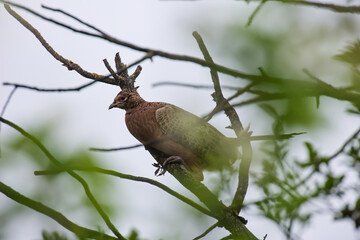 Ein Jagdfasan auf einem Baum.