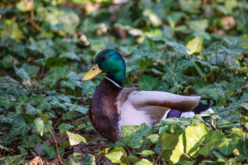 Eine männliche Stockente, Erpel am Teich.