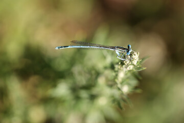 Eine Azurjungfer, Kleinlibelle auf einem Grashalm.
