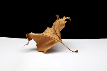 la vieillesse dune feuille