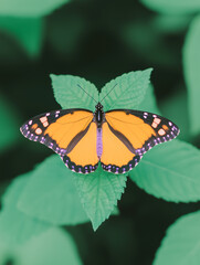 Fototapeta premium Monarch Butterfly on Leaf 