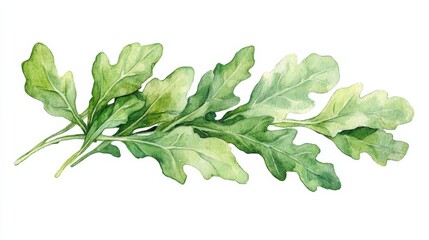 Fototapeta premium Vibrant watercolor arugula leaves, sharp green tones, fresh and zesty