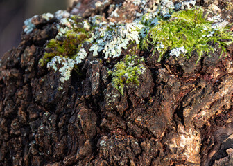 chaga mushroom growing on a birch trunk, wild raw food chaga parasitic mushroom, it is used in traditional folk alternative medicine for treatment