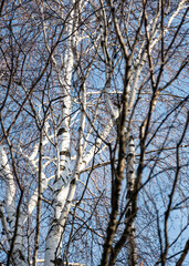 abstract picture with reflections of trees in water, fuzzily, blurred silhouettes of trees reflected in a swamp ditch