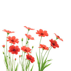 Fototapeta premium red poppies
