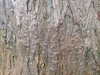 tree texture