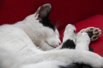 Adorable black-and-white cat sleeping peacefully, curled up on a red sofa