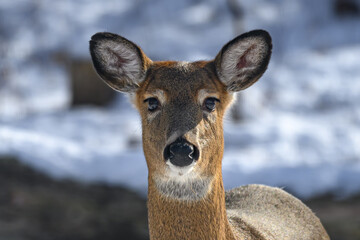 Whitetail deer during a snowy winter in Windsor in Upstate NY. Deer brave the cold and snow here in...