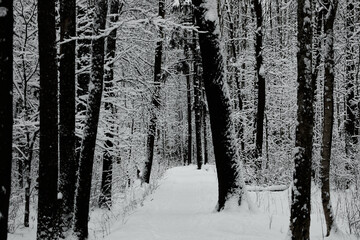 The heavy snowfall in a wild park, winter fairy tale in the forest, snow-covered tree branches,...