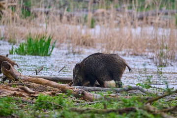 Wild boar ,, sus scrofa ,, on its natural environment, Danubian wetland, Slovakia