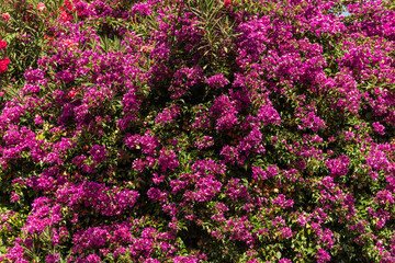 Fototapeta premium Pink bougainvillea flowers in full bloom with lush green foliage