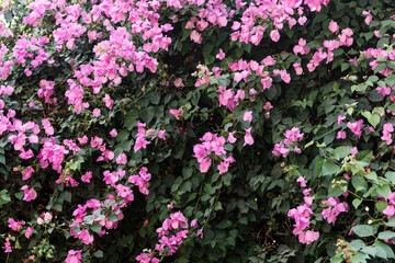Obraz premium Pink bougainvillea flowers in full bloom with lush green foliage