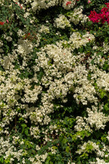 White bougainvillea flowers in full bloom with lush green foliage