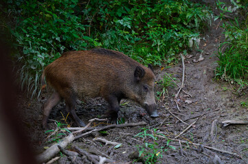 Wild boar ,, sus scrofa ,, on its natural environment, Danubian wetland, Slovakia