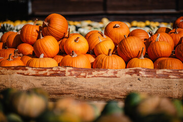 Vielfalt an grünen und orangen Kürbissen – Hokkaido und andere Kürbissorten, Herbstliche Ernte in rustikalem Ambiente, interessante Gewächse, formen und großen