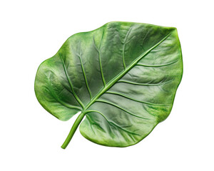 Obraz premium Realistic green leaf isolated on transparency background, showcasing intricate details and textures. Perfect for nature themed designs or botanical illustrations