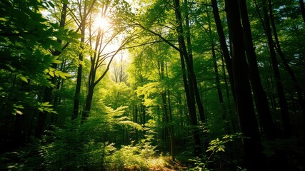 Obraz premium Sunlit Canopy in a Lush Green Forest with Sunlight Streaming Through the Trees
