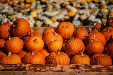 Herbstliche Kürbisse auf rustikalem Marktstand, Hokkaido
Kürbis 
