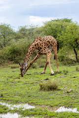 Masai Giraffe drinking water in a rain pool in wet grassland during rainy season in Serengeti in Tanzania, East Africa