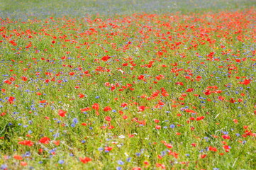 field of red poppies in summer near Castelluccio di Norcia in Umbria in Italy