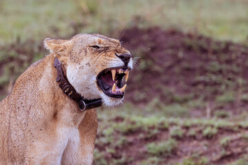 Yawning female lion with leather collar and gps system in Tanzania, East Africa