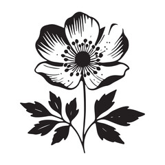 Elegant Black and White Anemone Flower Illustration