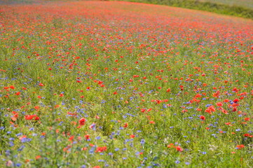 field of red poppies in summer near Castelluccio di Norcia in Umbria in Italy