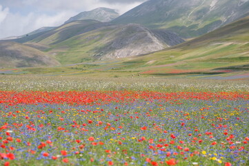 field of flowers near Castelluccio di Norcia in Umbria in Italy