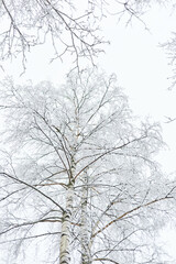The heavy snowfall in a wild park, winter fairy tale in the forest, snow-covered tree branches, large flakes of snow are slowly falling, nobody, snow storm, blizzard