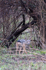 Black-backed jackal (Lupulella mesomelas) walking in woodland in Serengeti in Tanzania, East Africa