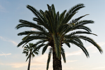 Two Canary Island Date Palm Trees Silhouetted in the Light of a Pale, Setting Sun, With Soft, Wispy Clouds in the Background