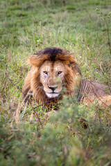 Male lion resting in grassland between bushes in Serengeti in Tanzania, East Africa