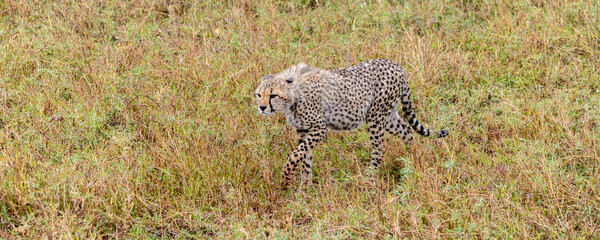 Cheetah (Acinonyx jubatus) scanning the environment in Serengeti in Tanzania, East Africa