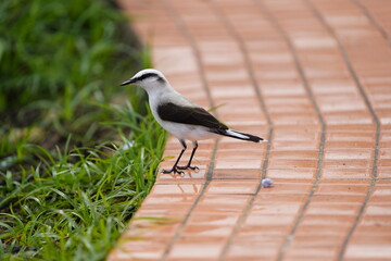 Masked water tyrant (Fluvicola nengeta) is a species of bird in the family Tyrannidae. Fortaleza...