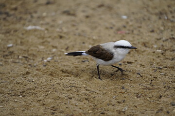 Masked water tyrant (Fluvicola nengeta) is a species of bird in the family Tyrannidae. Fortaleza Ceará, Brazil.